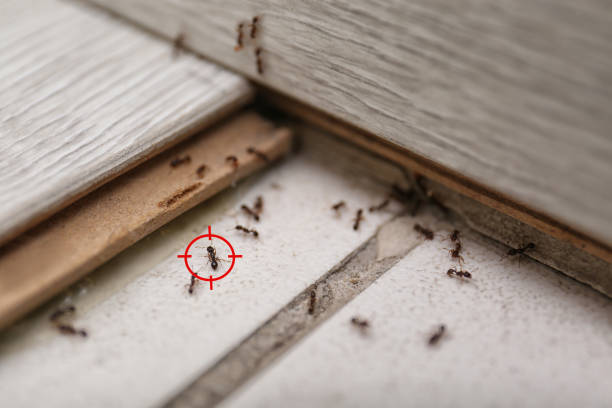 Best Pest Control Near Me  in Kalispell, MT