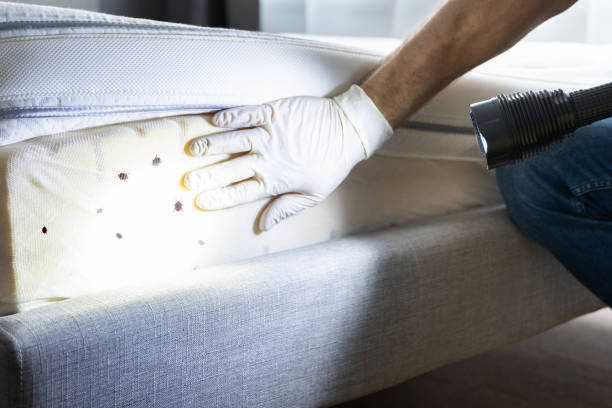 Trusted Kalispell, MT Pest Control Experts