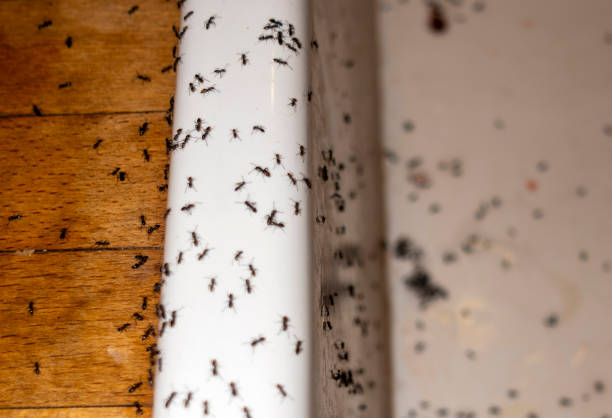  Kalispell, MT Pest Control Pros