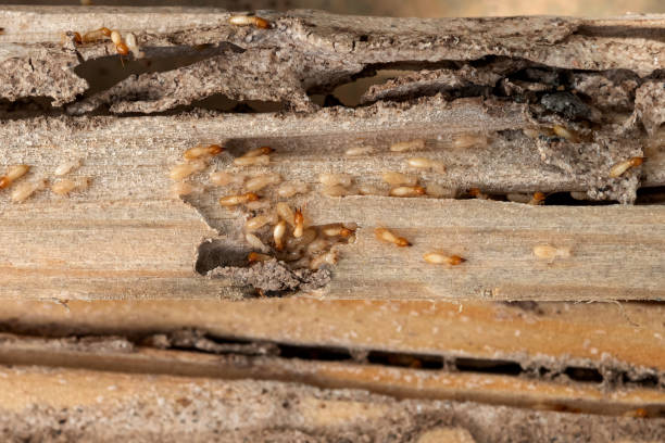 Best Pest Control Near Me  in Kalispell, MT