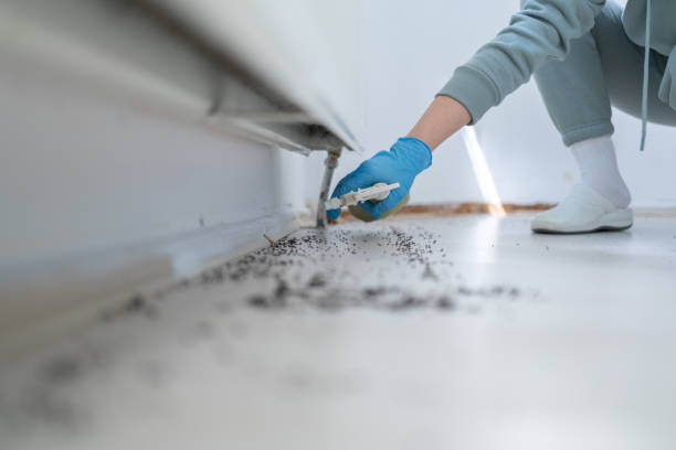 Best Flea Control Services  in Kalispell, MT